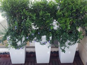 עציץ פרחי גרדניה (סגול) בגינת גג