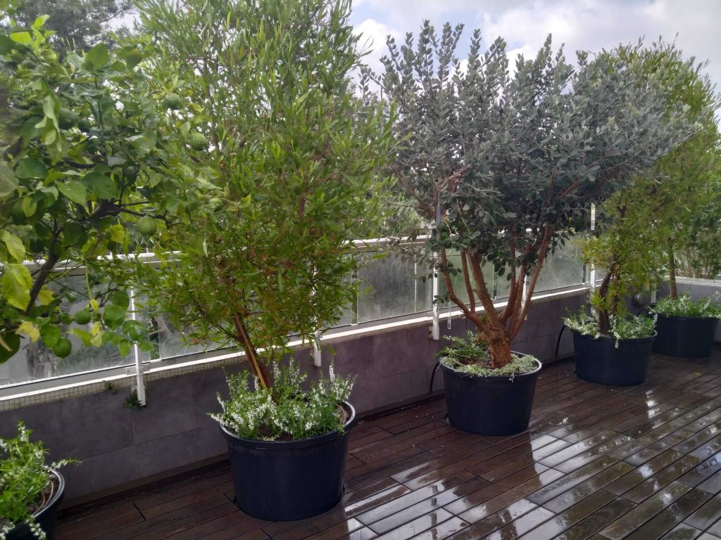 עצי נוי ועצי הדר במיכלי פלסטיק במרפסת