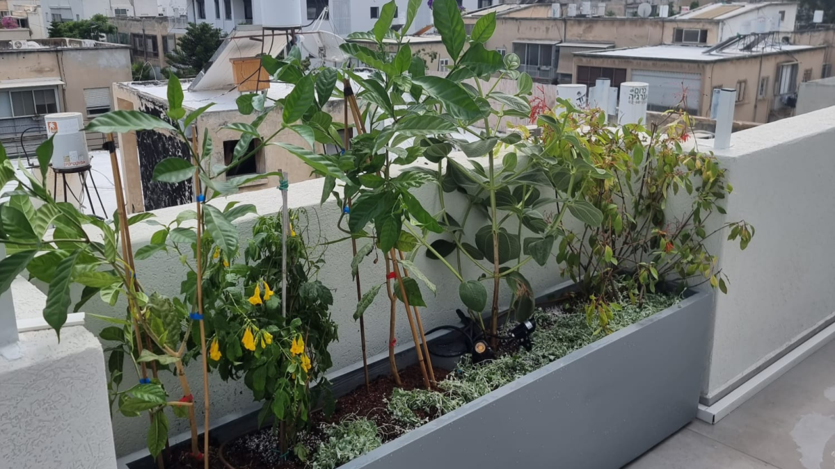 מיכל שתילה מותאם אישית עם צמחייה ירוקה על מרפסת גג 40 מטר בתל אביב