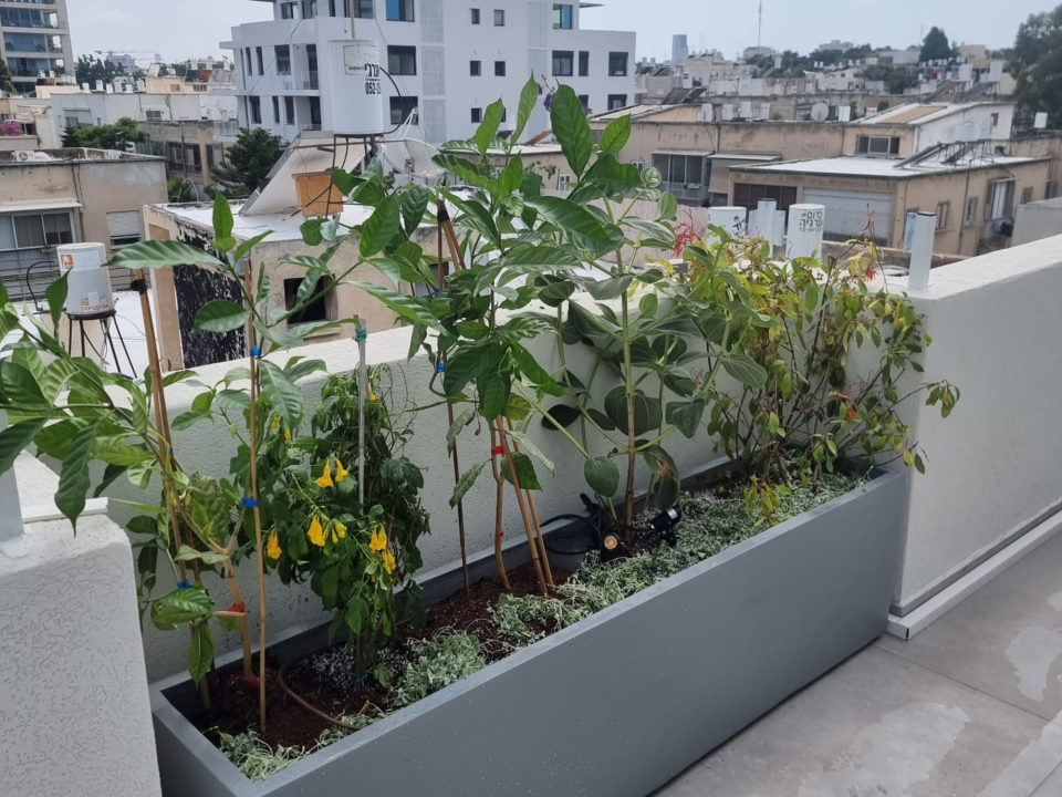 מיכל שתילה מותאם אישית עם צמחייה ירוקה על מרפסת גג 40 מטר בתל אביב