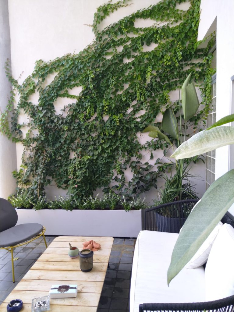 פרוייקט חדש לעיצוב גינה קטנה ברעננה עם צמחייה מטפסת - גן בגג