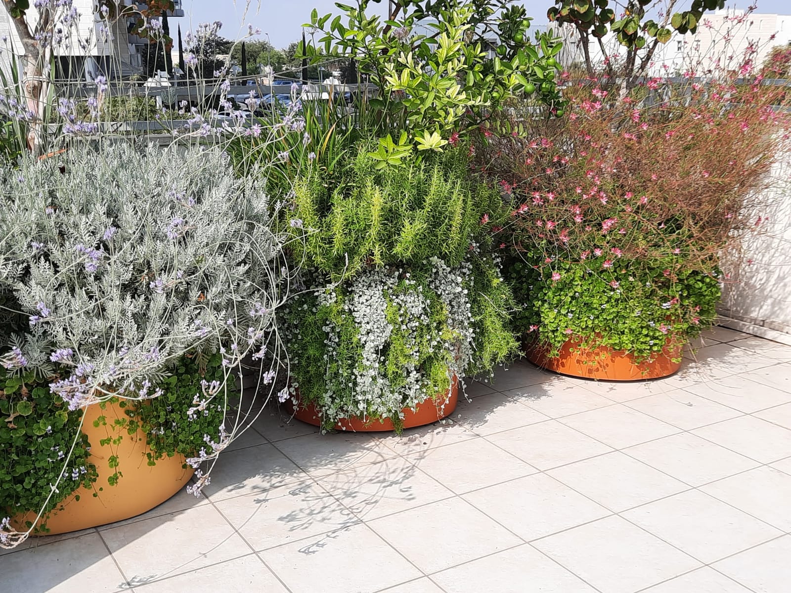 צמחייה מגוונת עם מערכת דישון חשמלית שהותקנה על גג במרפסת - גן בגג