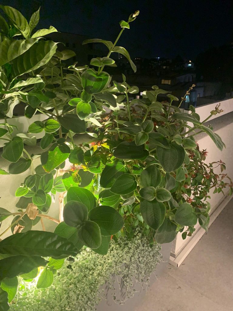 טיבוציאנה נהדרת לצד תאורת גן -גן בגג