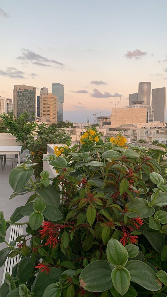 צמחים ותבלינים מגוונים על גינה מעוצבת בתל אביב - גן בגג