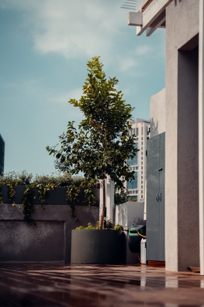 עץ לימון שנשתל במיכל שתילה גדול ואיכותי על גג במרכז תל אביב