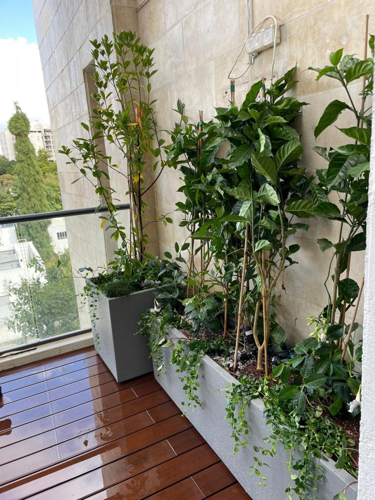 צמחיה ירוקה במיכלי שתילה על מרפסת ברמת השרון - גן בגג