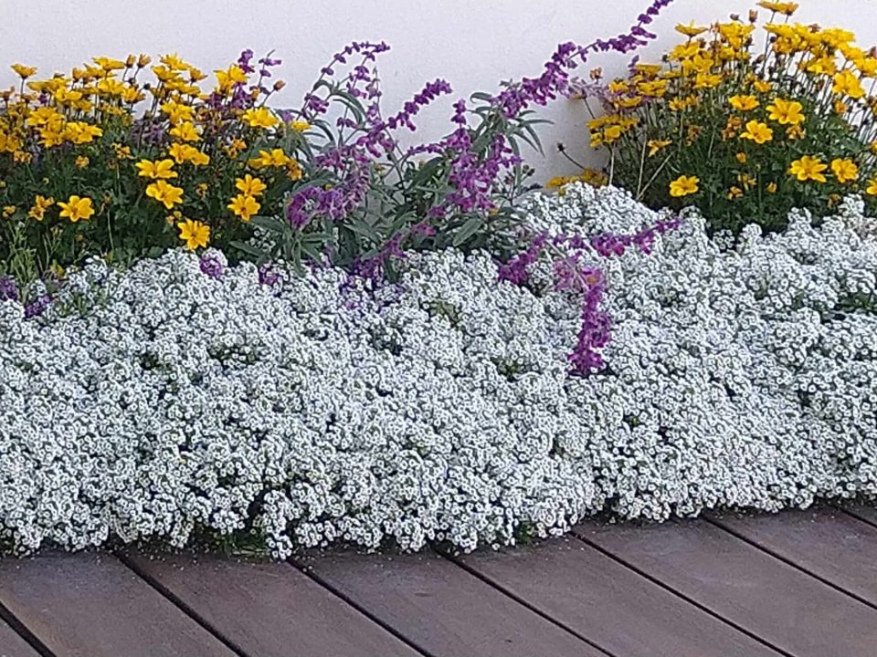 פרוייקט גינת גג בצפון תל אביב - מבחר פרחים צבעוניים על אדניות לפי בחירה