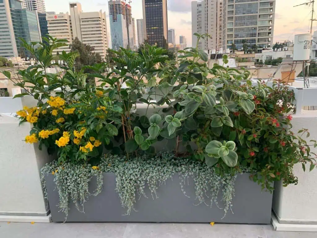 מיכל שתילה לפי מידה בפרוייקט גינה במרפסת