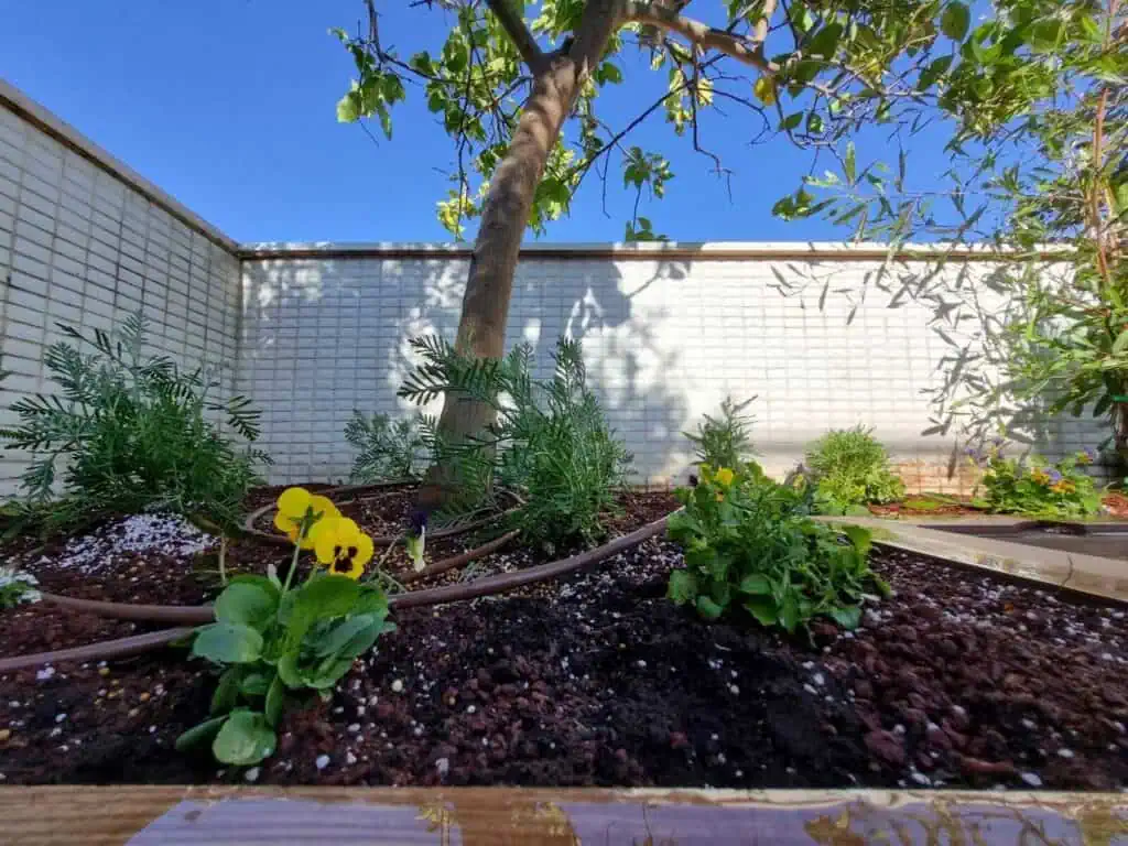 הומוס או קומפוסט: מה ההבדלים ומה עדיף לגינה שלכם?